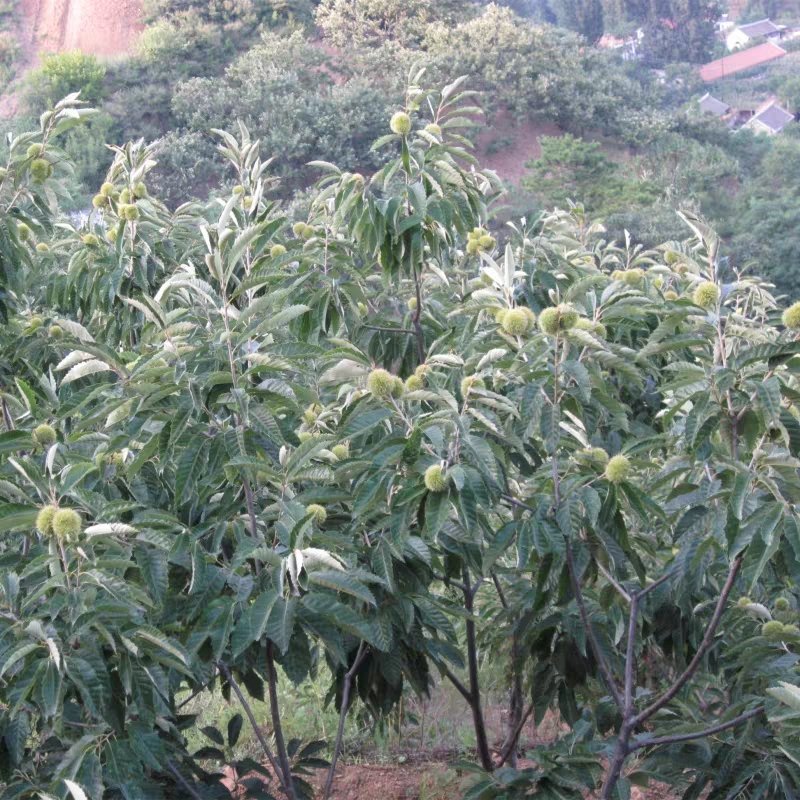 板栗苗树嫁接地栽南方北方种植大红袍当年结果特大板栗树果树