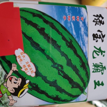 西瓜种子一绿宝龙霸王西瓜