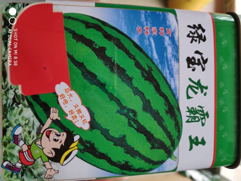 西瓜种子一绿宝龙霸王西瓜