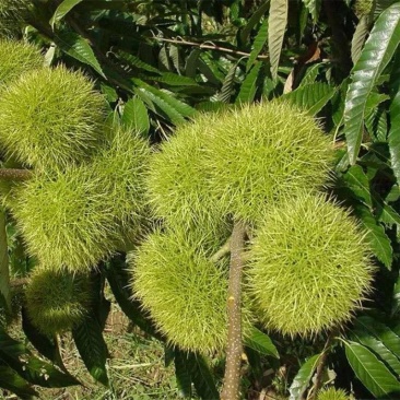 板栗苗树嫁接地栽南方北方种植大红袍当年结果特大板栗树果树
