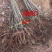 板栗苗树嫁接地栽南方北方种植大红袍当年结果特大板栗树果树