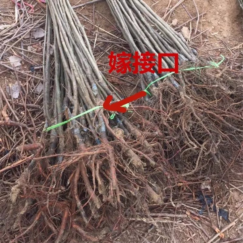 板栗苗树嫁接地栽南方北方种植大红袍当年结果特大板栗树果树