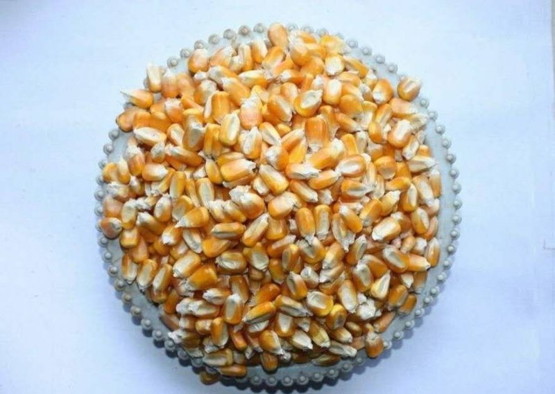 黄玉米，精品