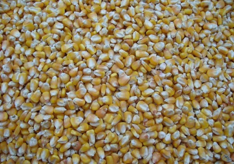 黄玉米，精品
