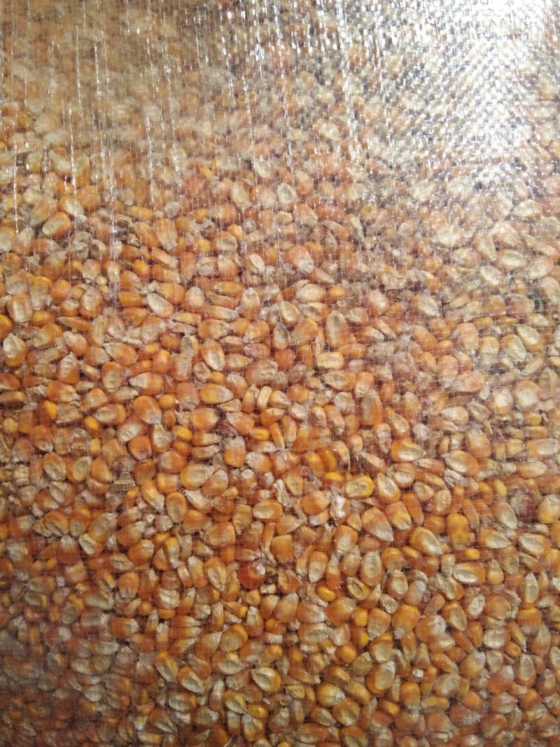 黄玉米，精品