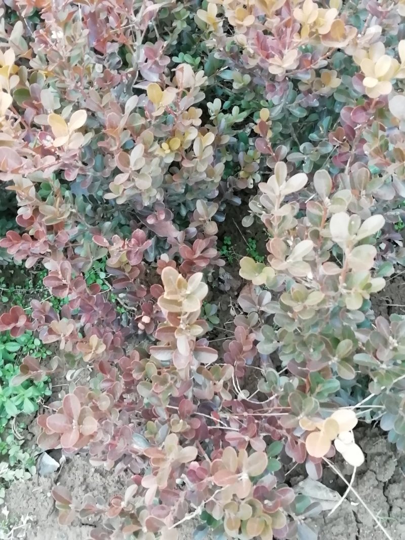 瓜子黄杨大叶黄杨床苗小苗开始销售