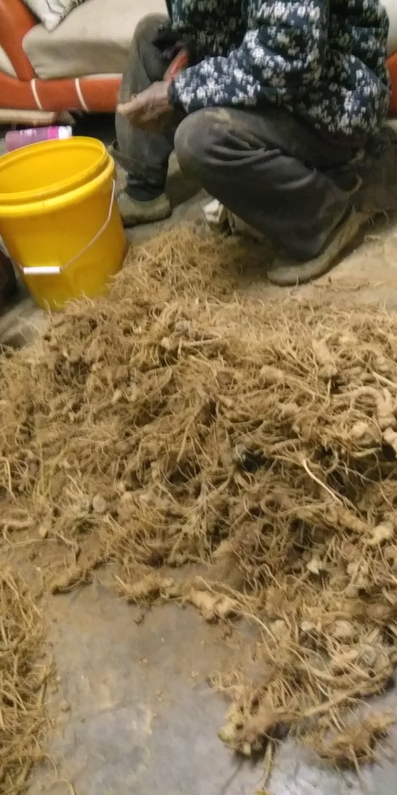 拂手瓜三七朝天辣菜姜