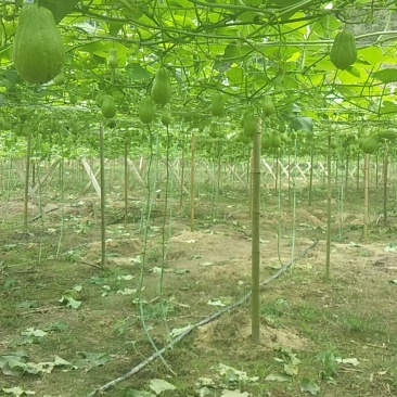 拂手瓜三七朝天辣菜姜