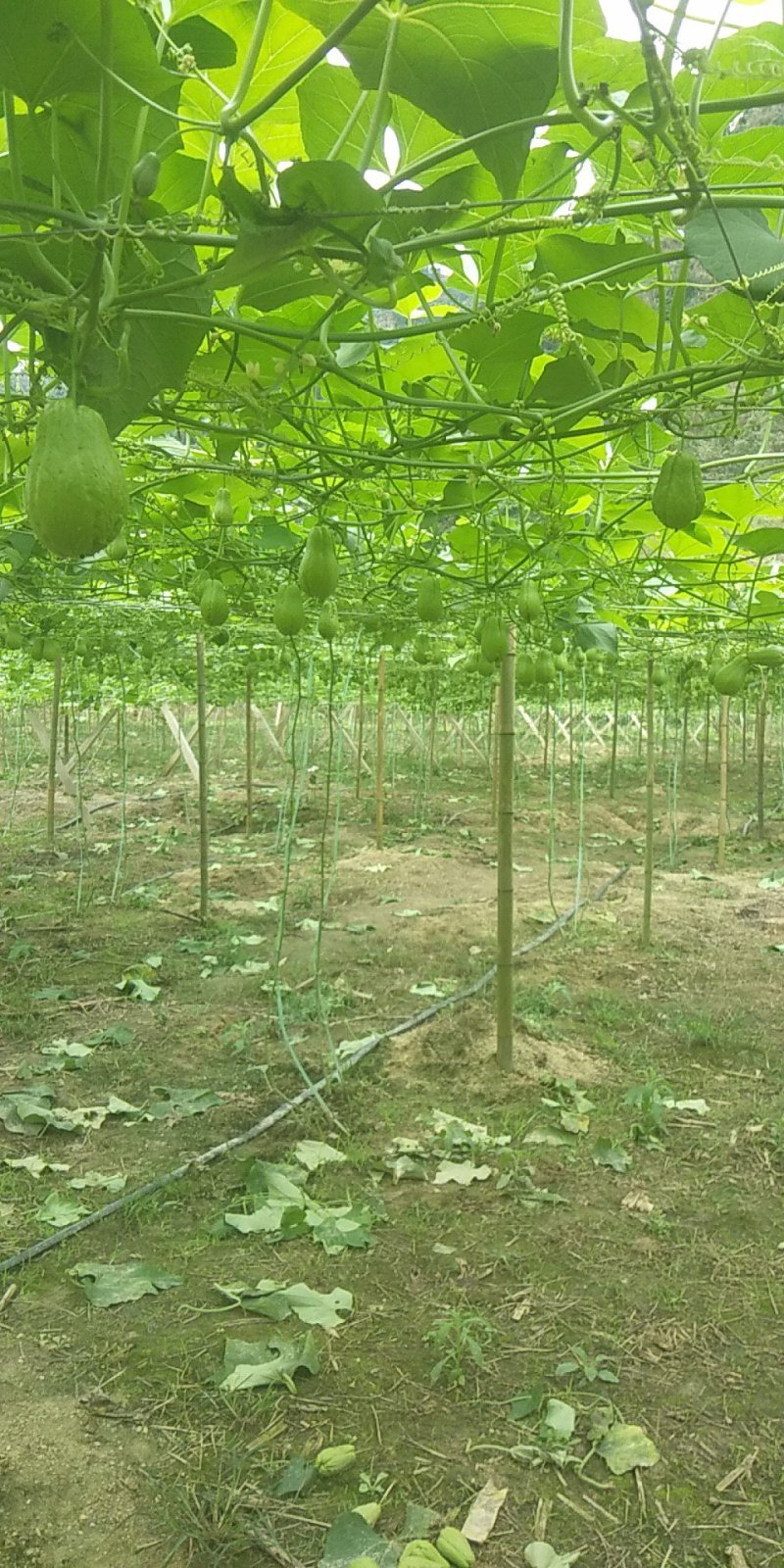 拂手瓜三七朝天辣菜姜