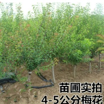 红梅梅花树盆栽盆景室内庭院耐寒观花植物腊梅红梅