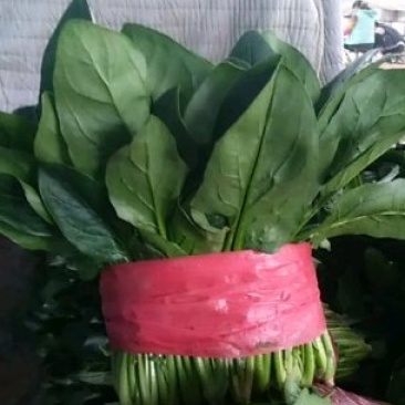 菠菜