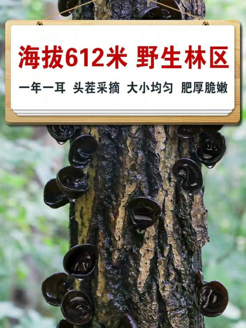 东北特产木段木耳长白山纯野生椴木精选特级小碗黑耳