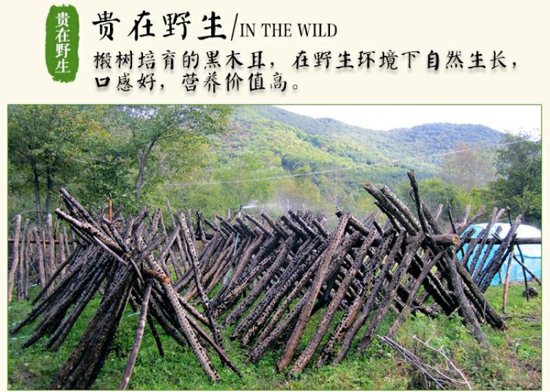 东北特产木段木耳长白山纯野生椴木精选特级小碗黑耳
