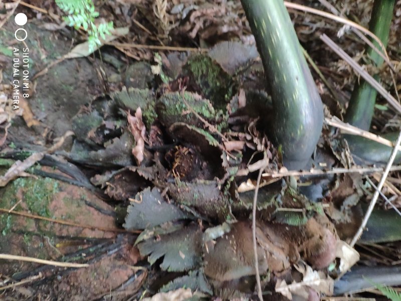 马蹄蕨