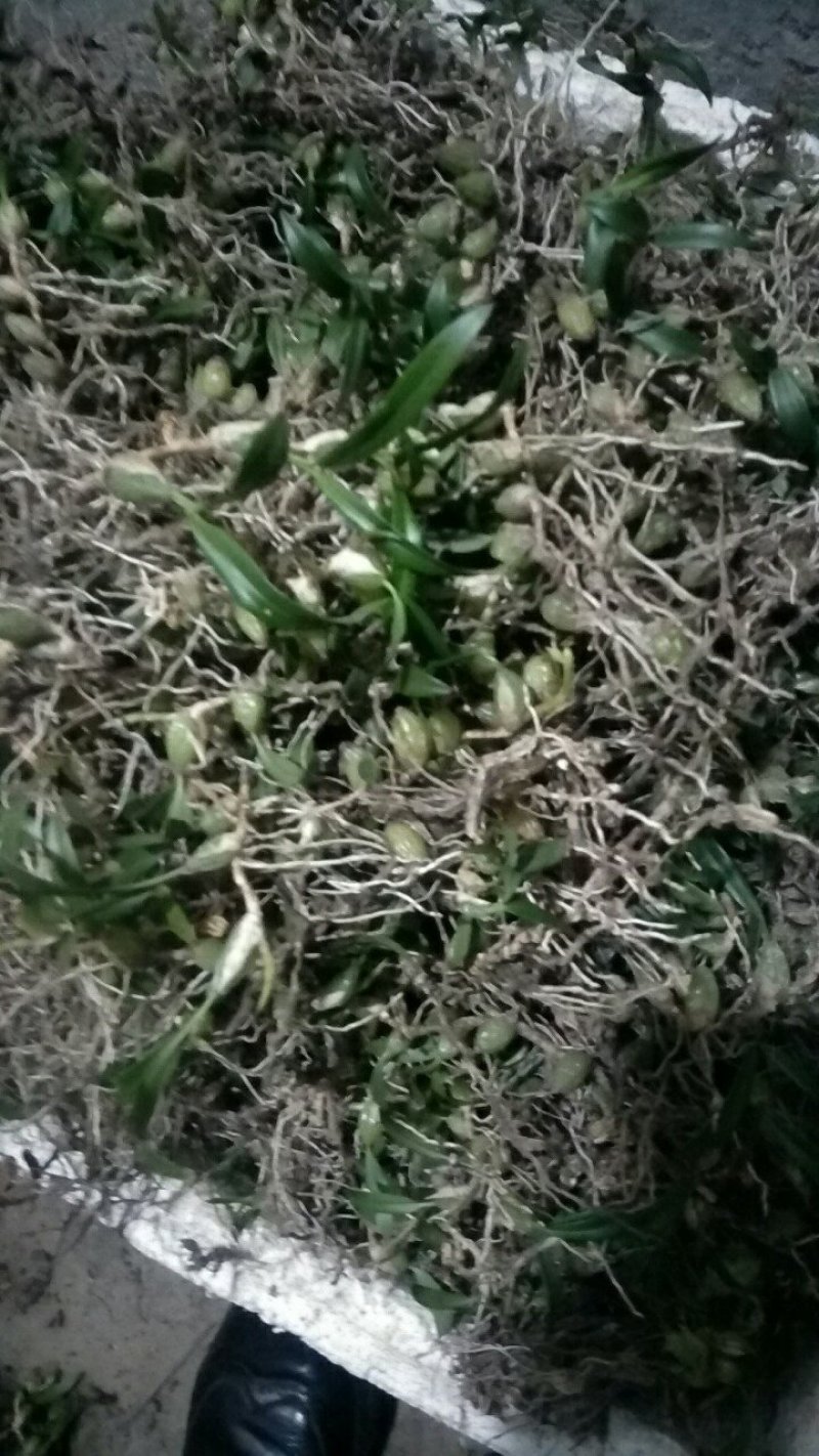 石橄榄