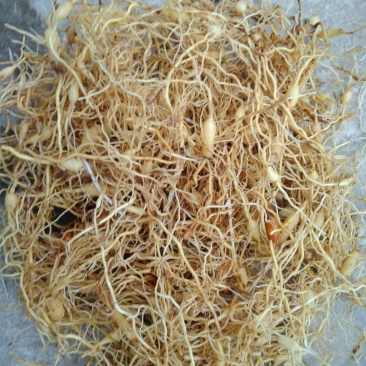 麦冬