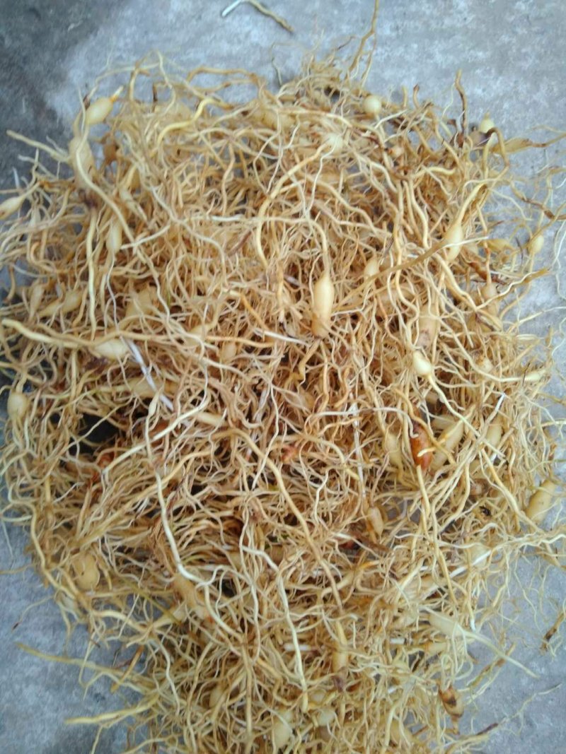 麦冬