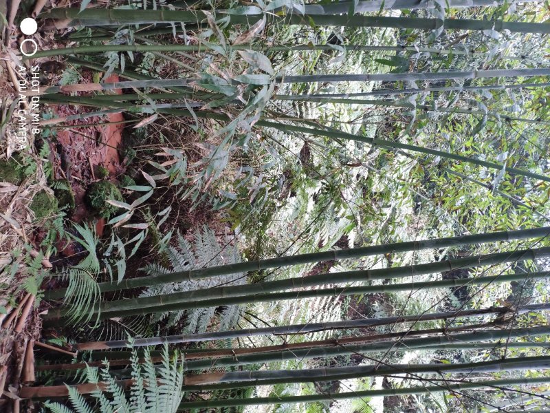 桫椤