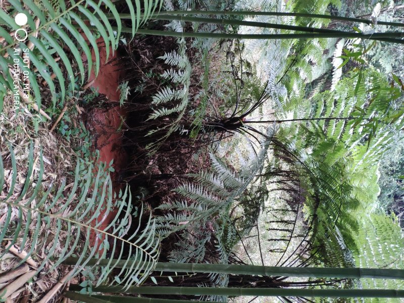 桫椤