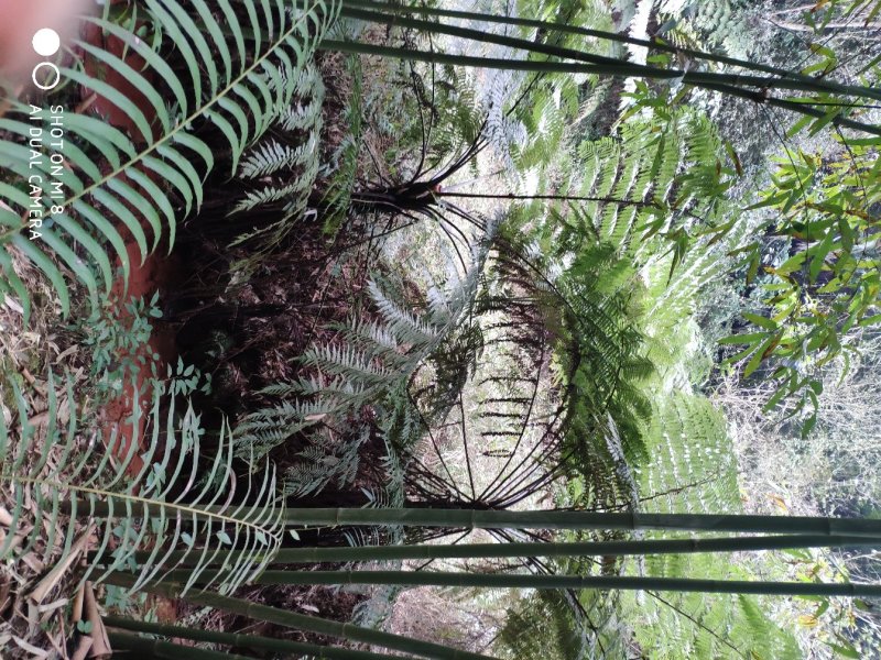 桫椤