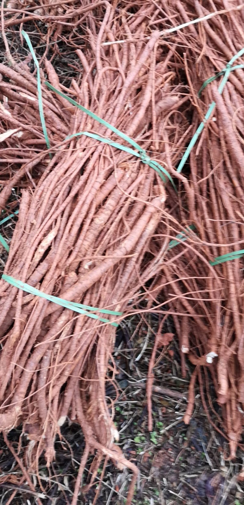 新鲜采挖牛大力