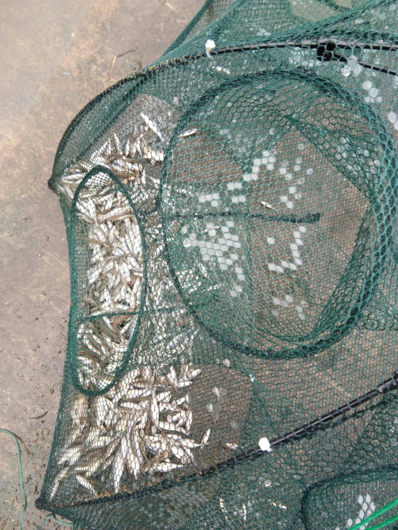 麦惠鱼鱼干