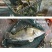 水产品