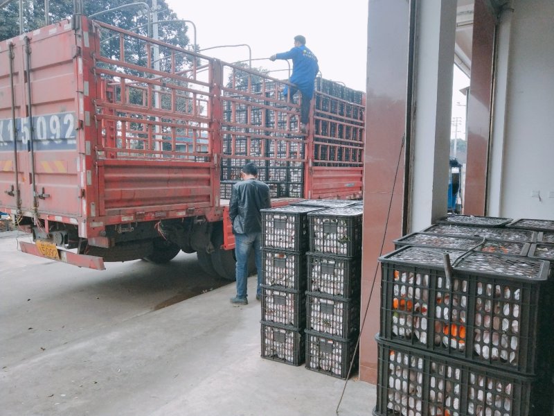 正宗爱媛果冻橙，耙耙柑，不知火高中低各等级优质果品