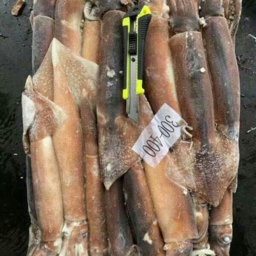 阿根廷鱿鱼