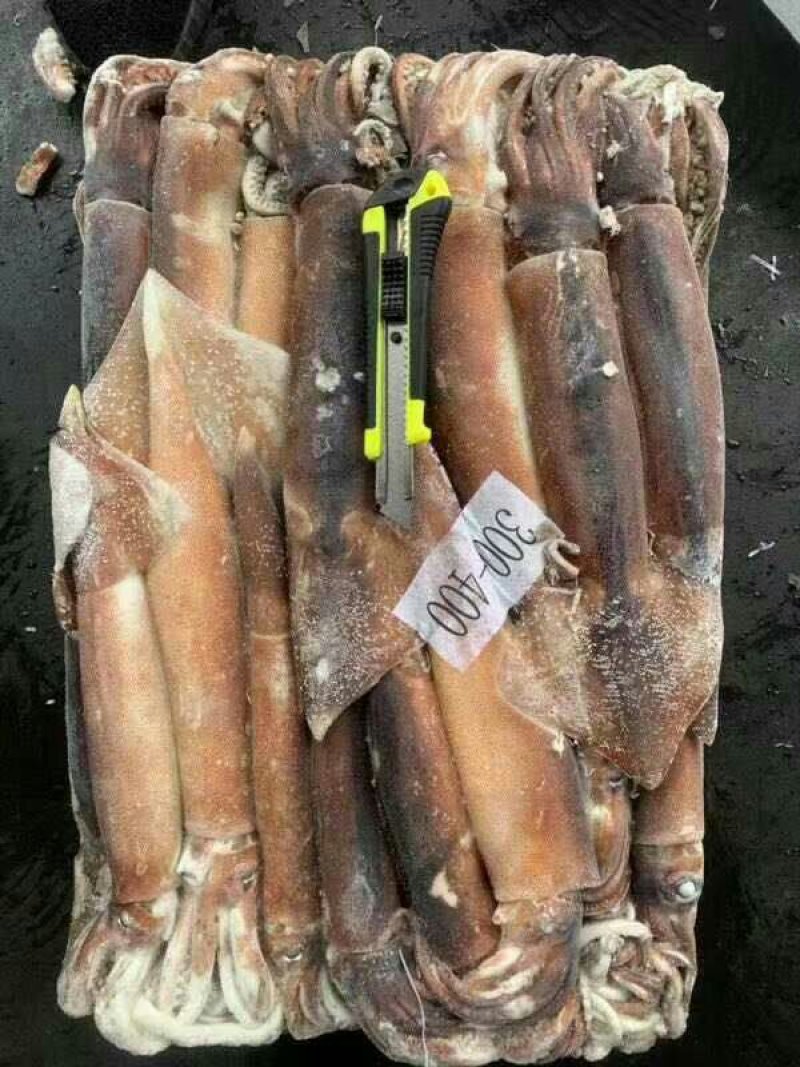 阿根廷鱿鱼
