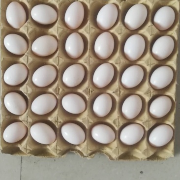 新鲜鸽子蛋