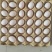 新鲜鸽子蛋