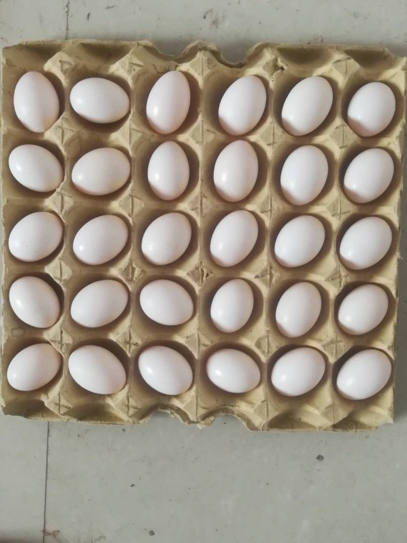 新鲜鸽子蛋