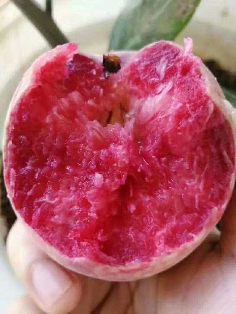 三公分樱桃树