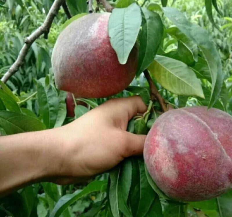 三公分樱桃树