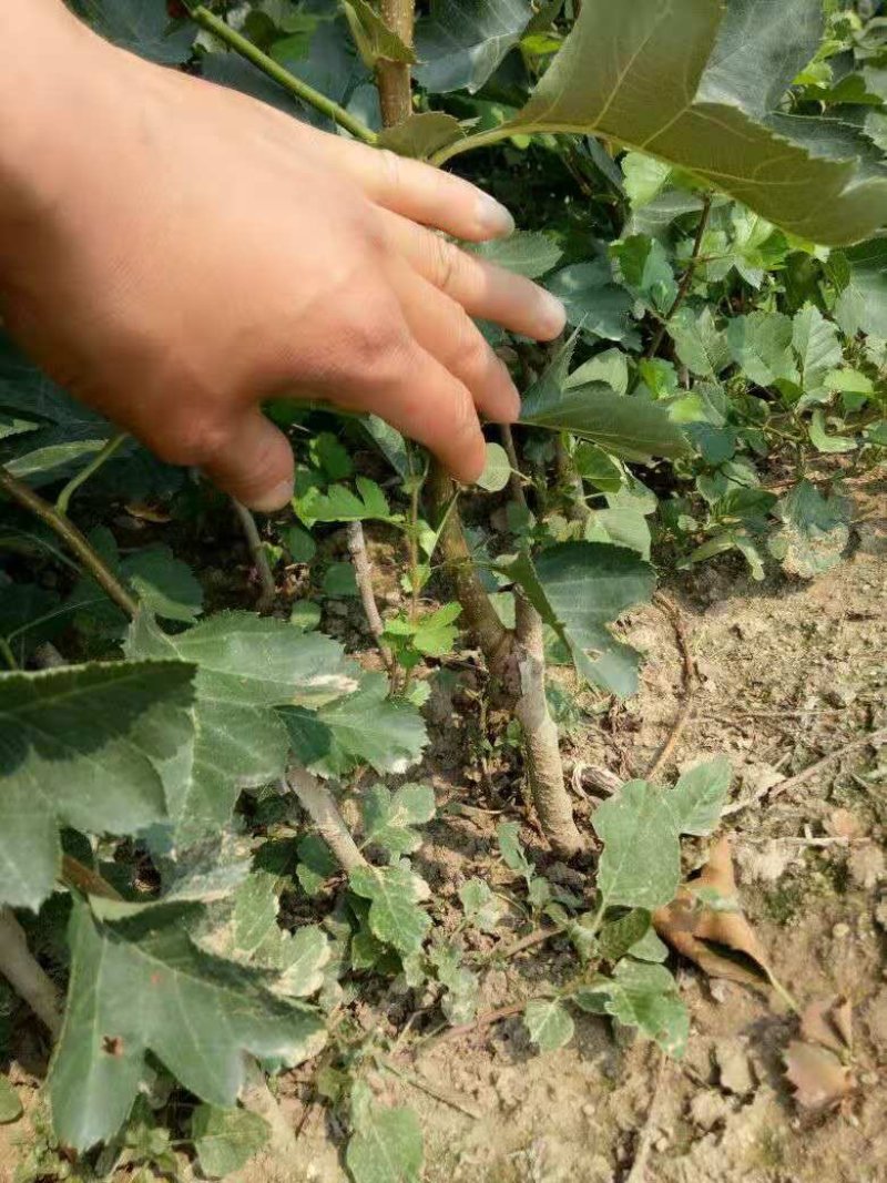 甜红子山楂苗：大果山楂树苗，黄山楂苗，歪把红山楂苗。