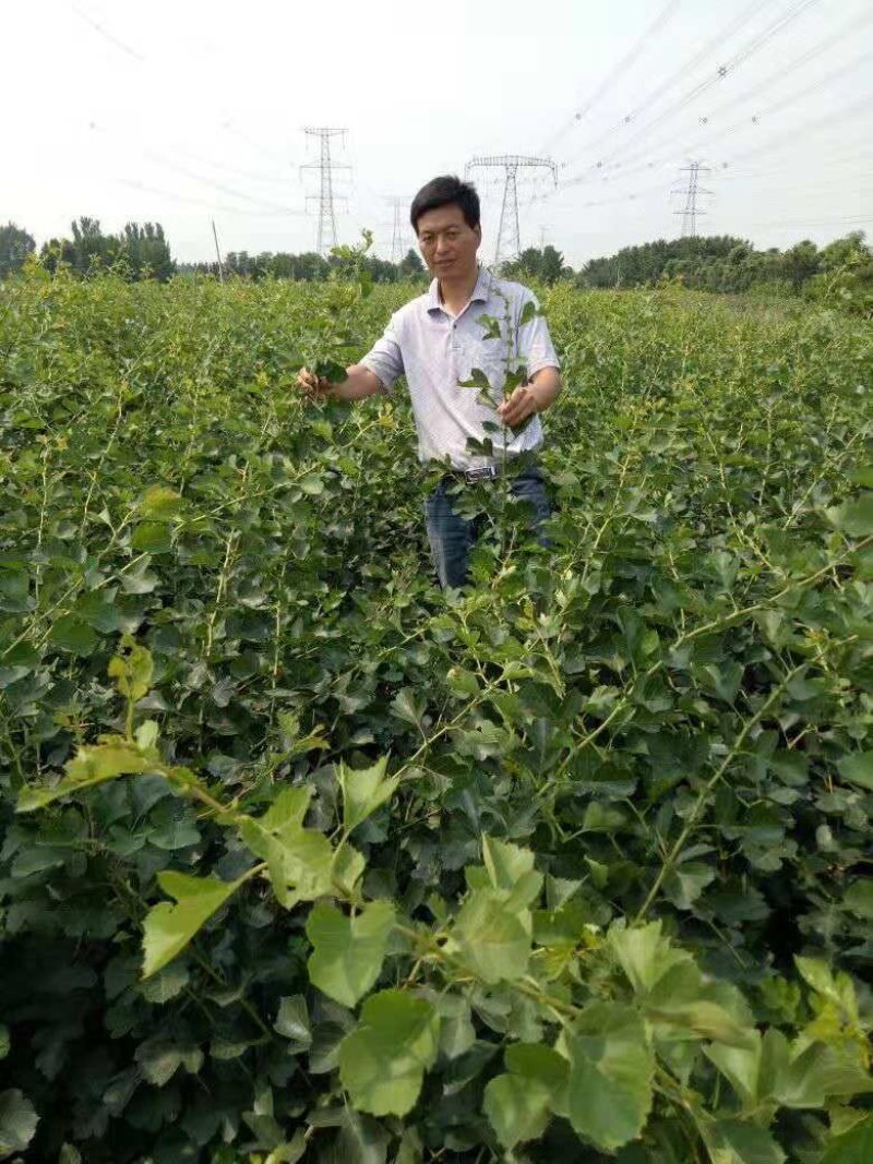 甜红子山楂苗：大果山楂树苗，黄山楂苗，歪把红山楂苗。