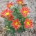 日本木槿（扶桑花）花期长好管理价格合理发货及时