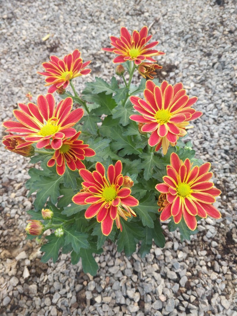 日本木槿（扶桑花）花期长好管理价格合理发货及时