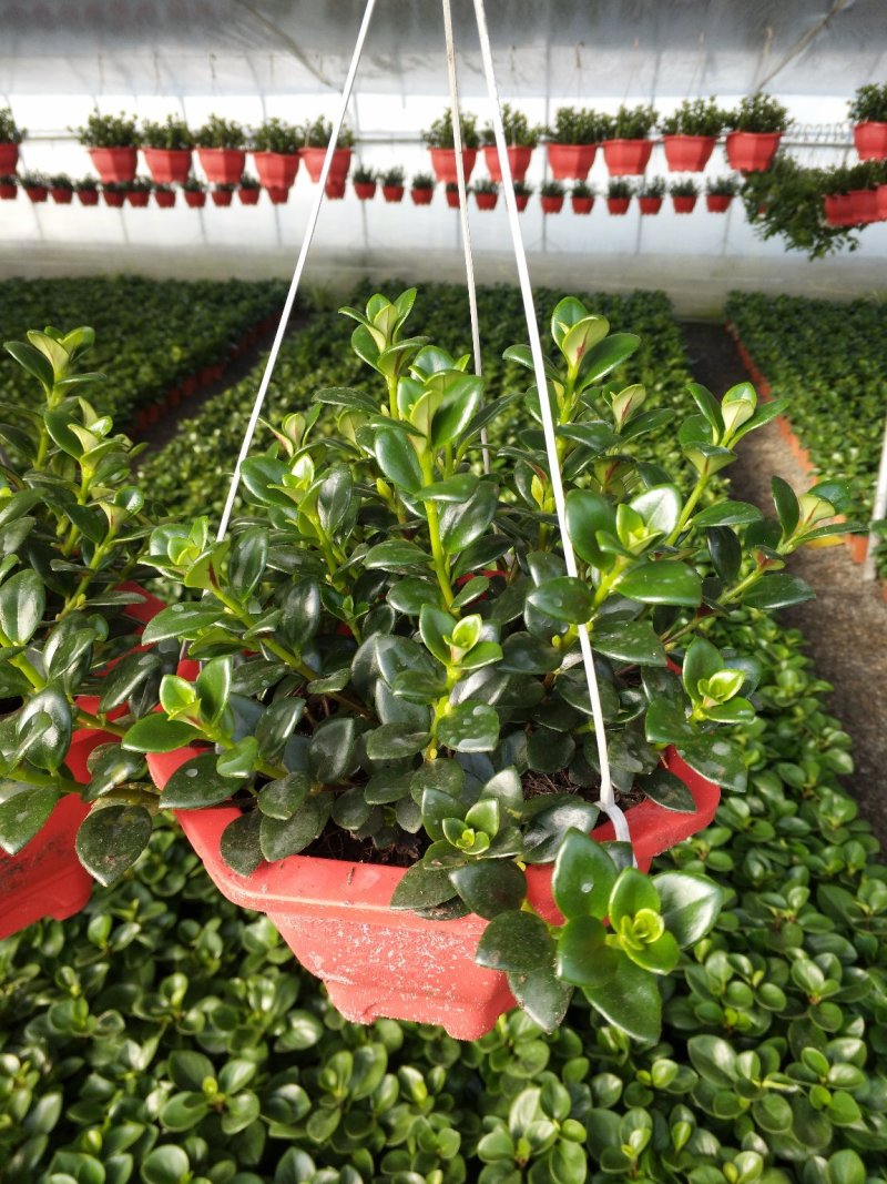 日本木槿（扶桑花）花期长好管理价格合理发货及时