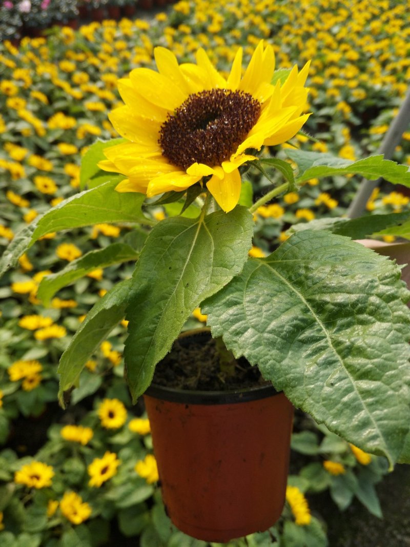 日本木槿（扶桑花）花期长好管理价格合理发货及时