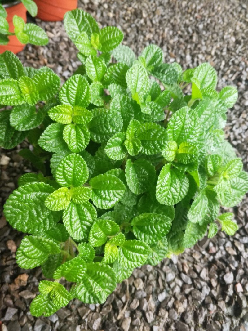 日本木槿（扶桑花）花期长好管理价格合理发货及时