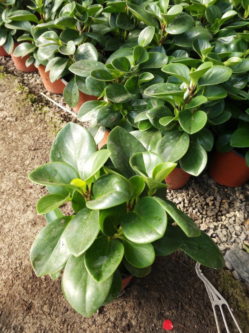 日本木槿（扶桑花）花期长好管理价格合理发货及时