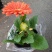 日本木槿（扶桑花）花期长好管理价格合理发货及时