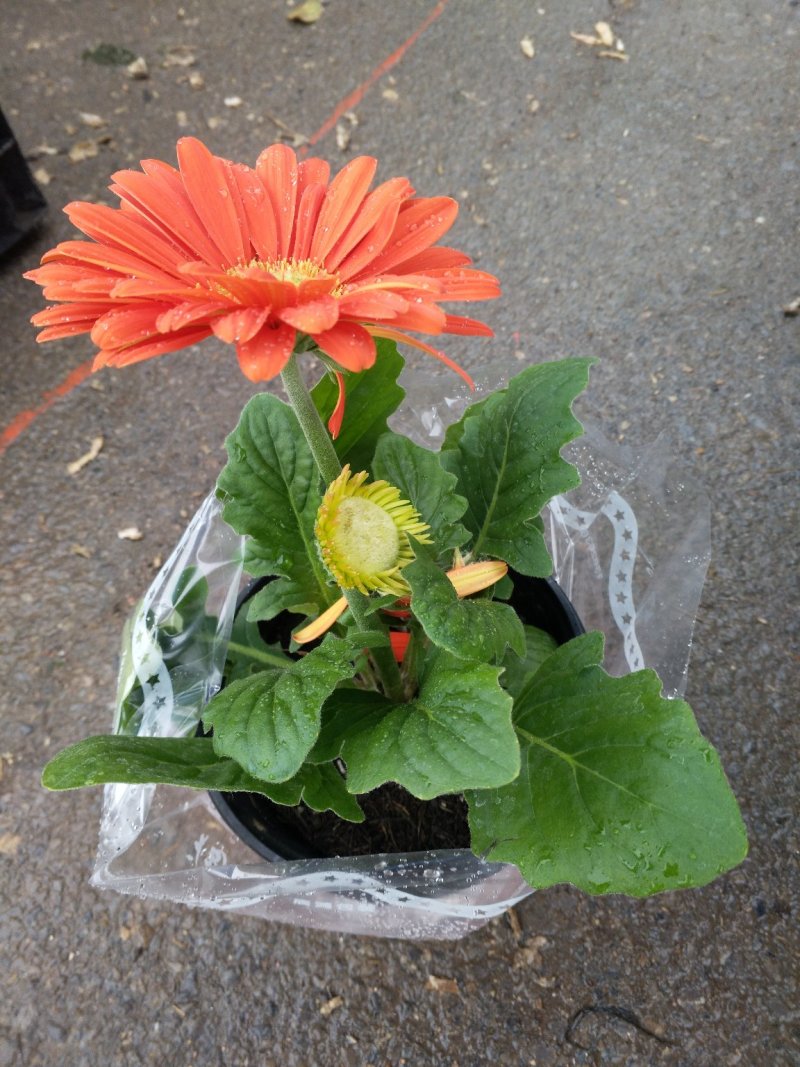 日本木槿（扶桑花）花期长好管理价格合理发货及时