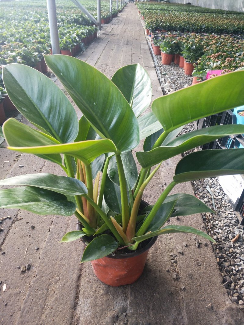 日本木槿（扶桑花）花期长好管理价格合理发货及时