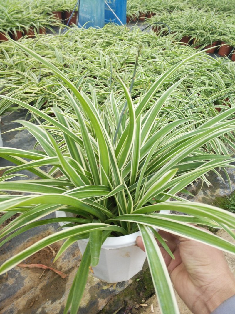 日本木槿（扶桑花）花期长好管理价格合理发货及时
