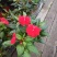 日本木槿（扶桑花）花期长好管理价格合理发货及时