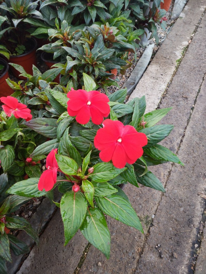 日本木槿（扶桑花）花期长好管理价格合理发货及时
