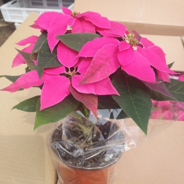 粉色一品，花期长，红颜色纯正叶面茂盛规格全